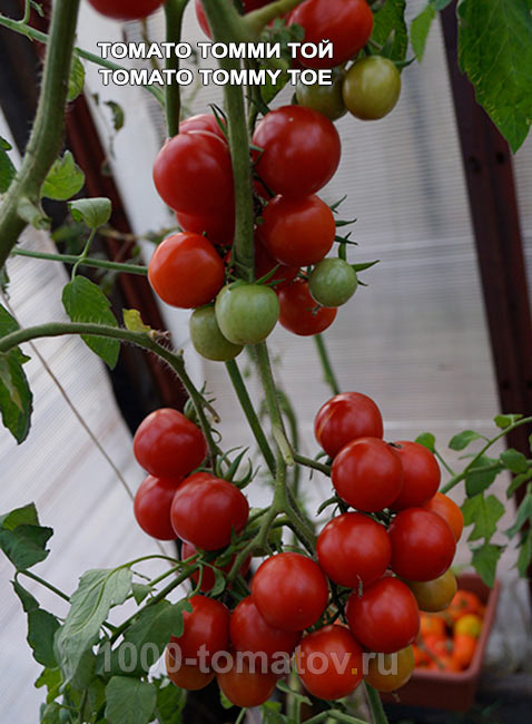 омат Томато Томми Той Tomato Tommy Toe  фото 2