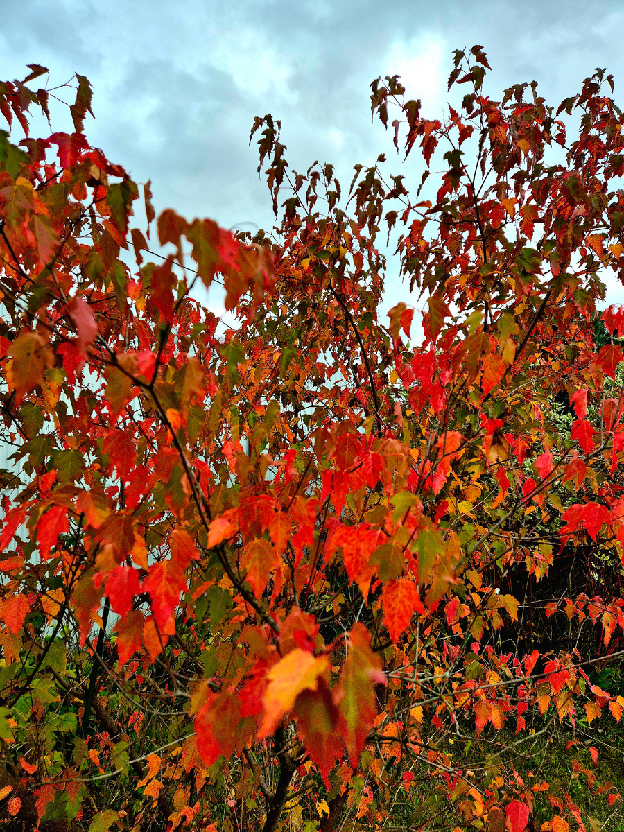 Осенний клён