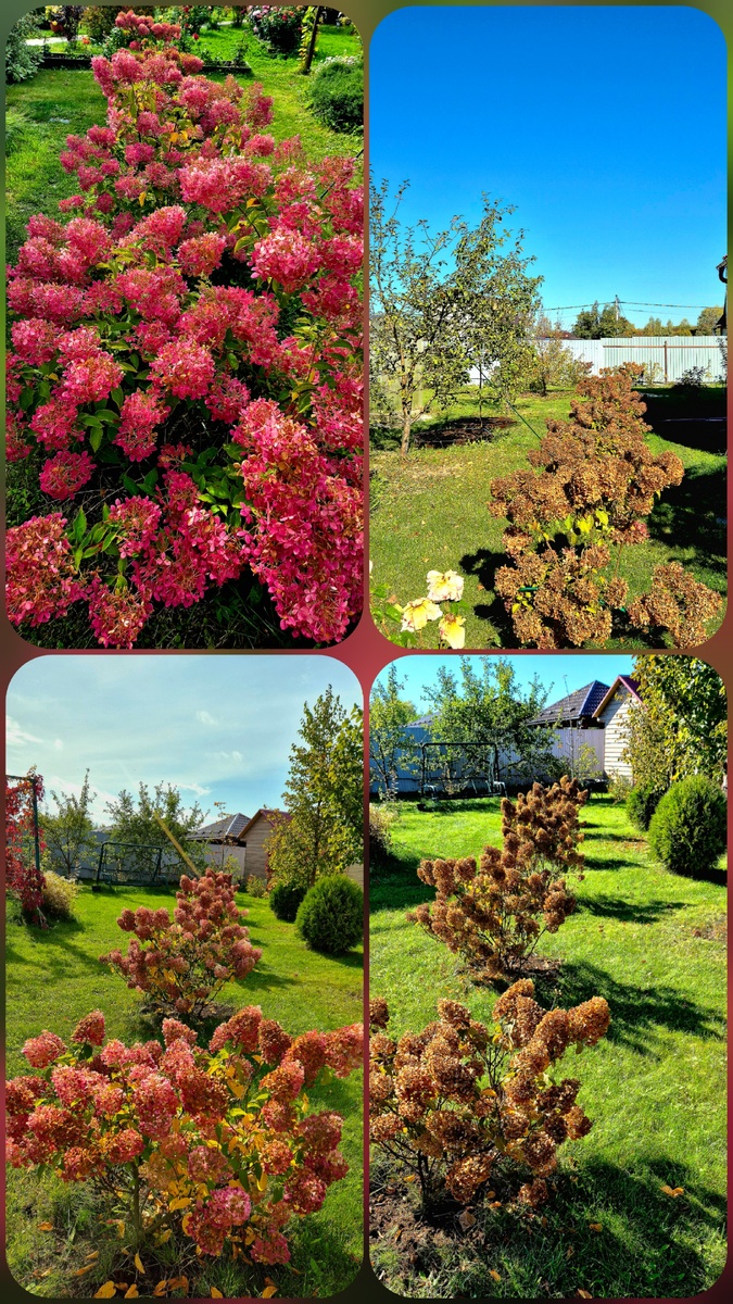 Моя прекрасная гортензия, уже обрезана и готова к зимовке. До следующего сезона