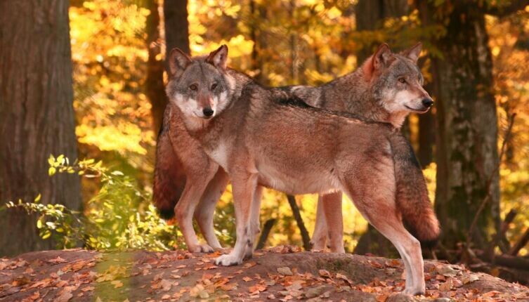    Встреча с диким животным у дома. Что делать? Фото: Wild Spirit on Unsplash