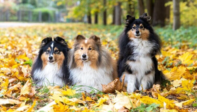    Как домашние питомцы помогают нам пережить осень? Фото: по лицензии CC0 Pxhere.com