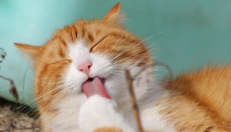     Фото: по лицензии CC0 Pxhere.com