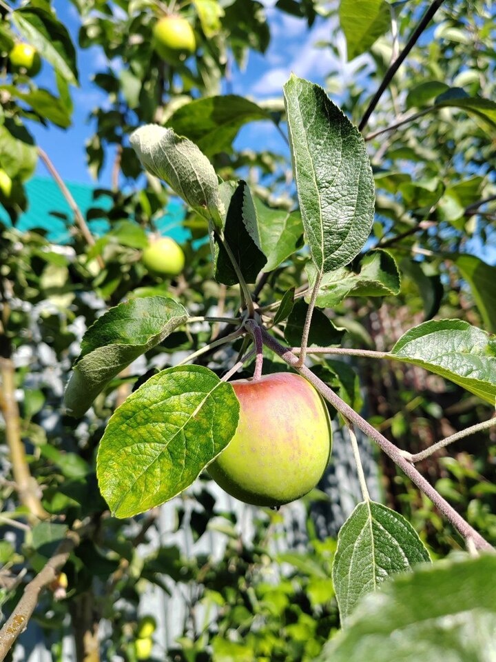     Не сажайте яблоню и грушу в низинах. Перенесите их на возвышенность. Фото сгенерировано