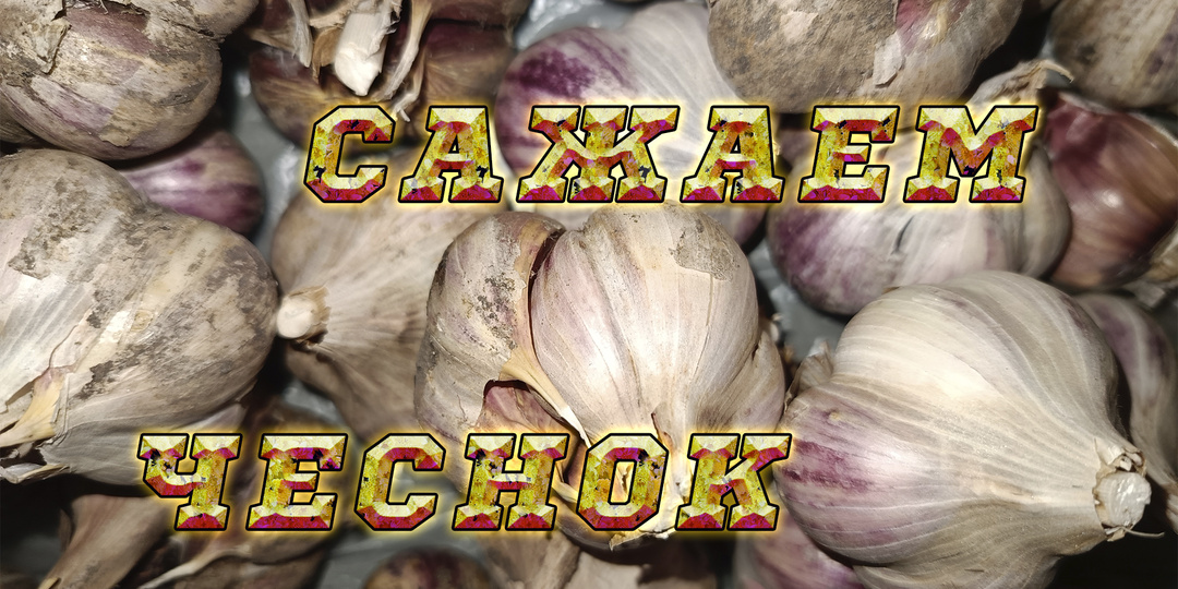 Посадка озимого чеснока. Всё о чесноке.