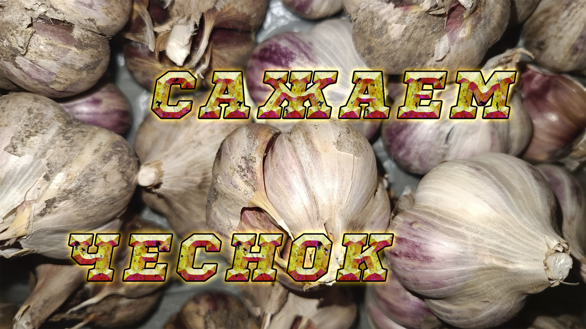 Озимый чеснок.