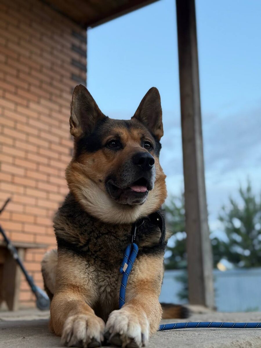 Баксюша на передержке 