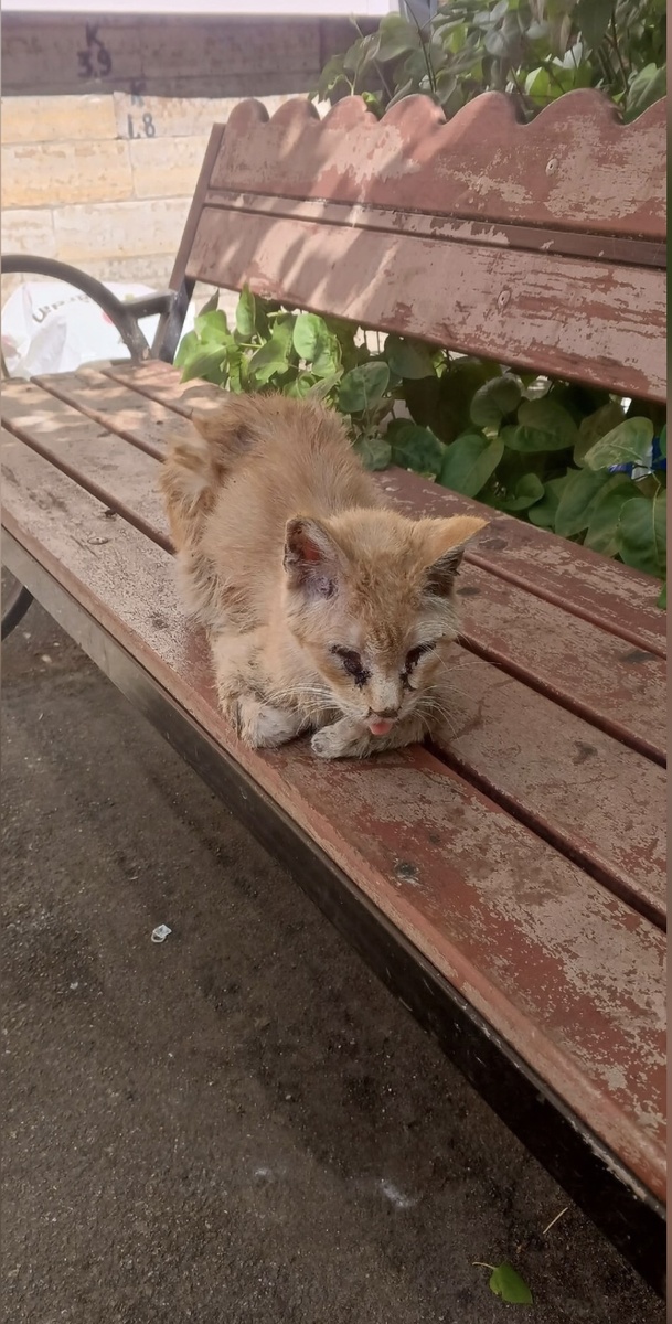 Таким нашли Гошу