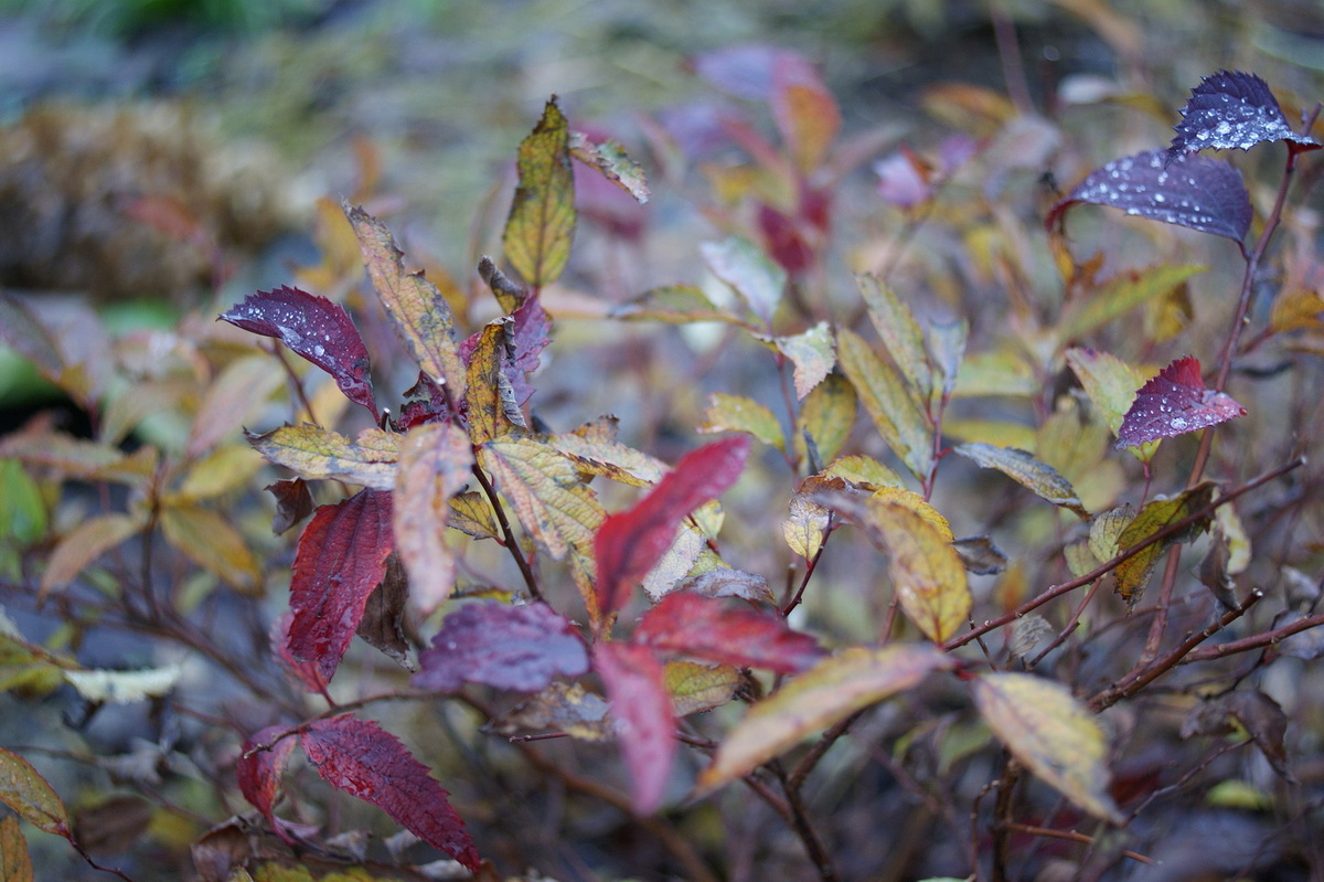 Спирея японская 'Дабл плей дузи' сейчас. 