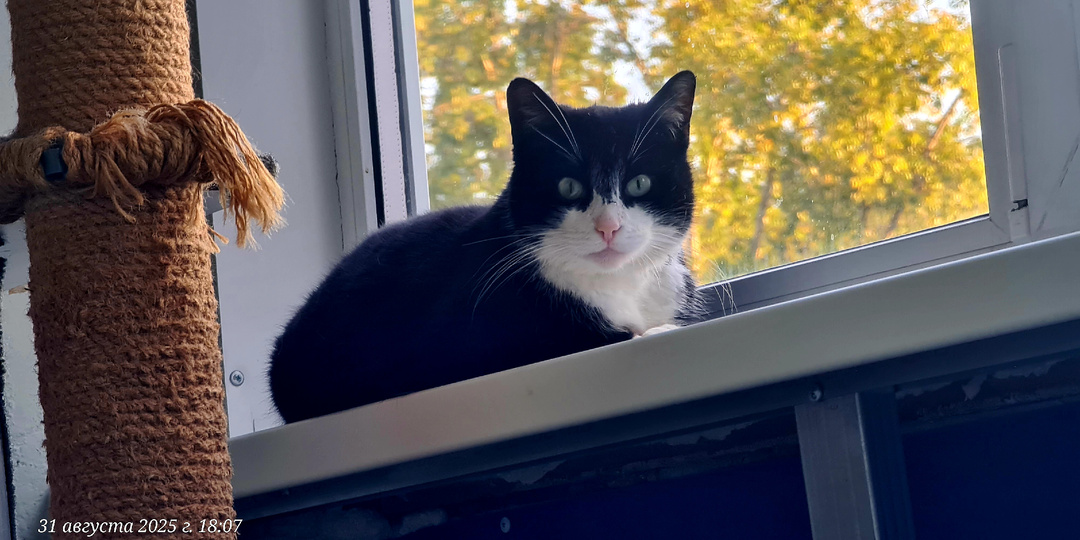 Средь бела дня кошку как ненужный хлам выбросили за шкирку из машины у магазина и уехали: что с ней стало?