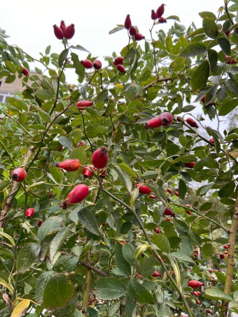    Фото Елены Меркуловой Валерия Стальная