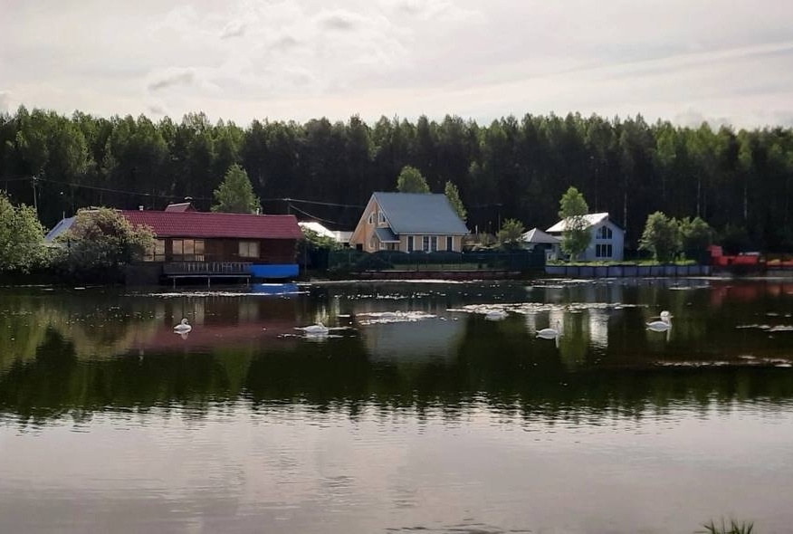    Это дерево «выпьет» вашу выгребную яму за три глотка: посадил и забыл про откачку навсегда