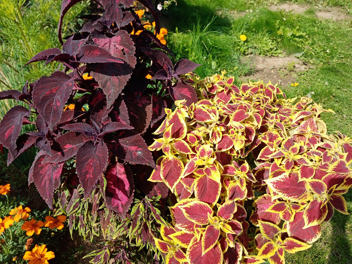 колнйусы из моей коллекции в кашпо летом /фото автора