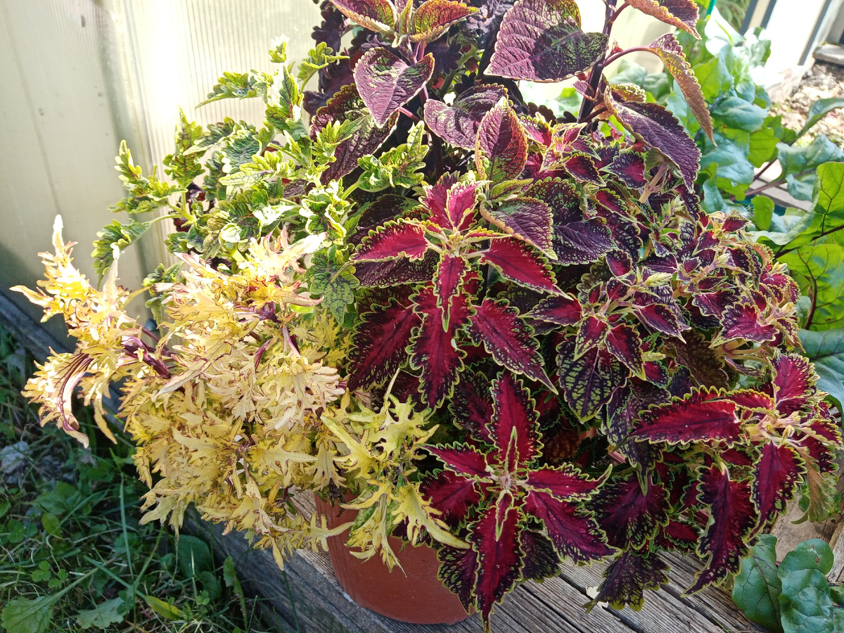 несколько сортов в одном кашпо/фото автора