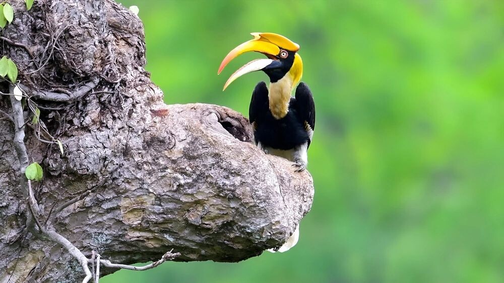    Фото: Swaroop Pixs/Shutterstock/Fotodom