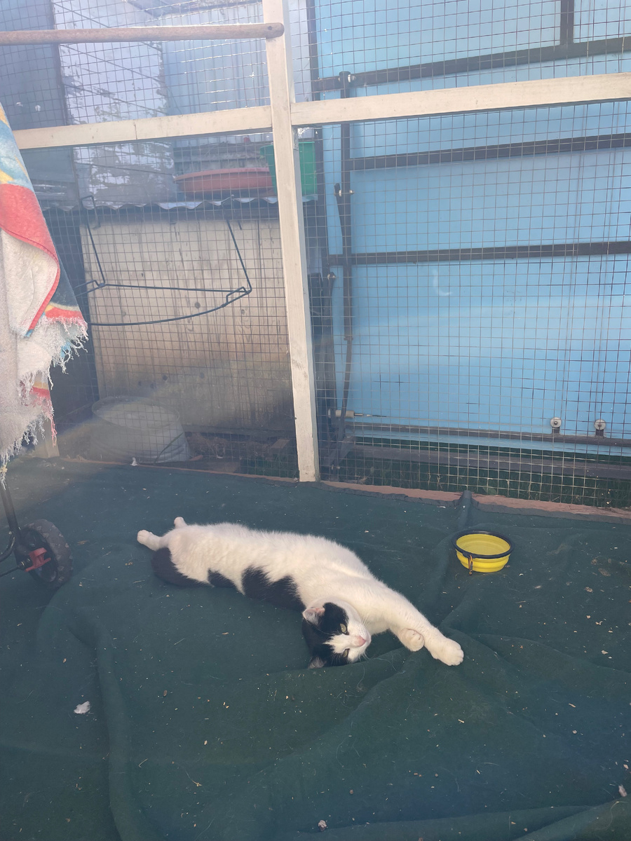 Беляна около голубятни:). Она, похоже, искренне верит, что это мы у неё живём, а не она приходит к нам в гости:))