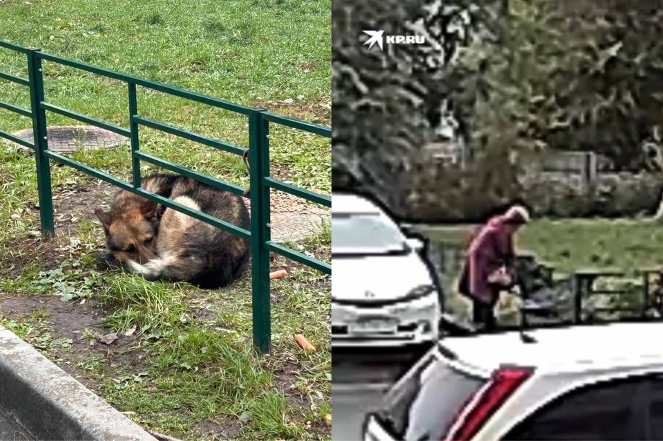    Собака не подпускала к себе людей и ждала хозяйку на том месте, где ее оставили. Фото: предоставлено читателями КП-Новосибирск