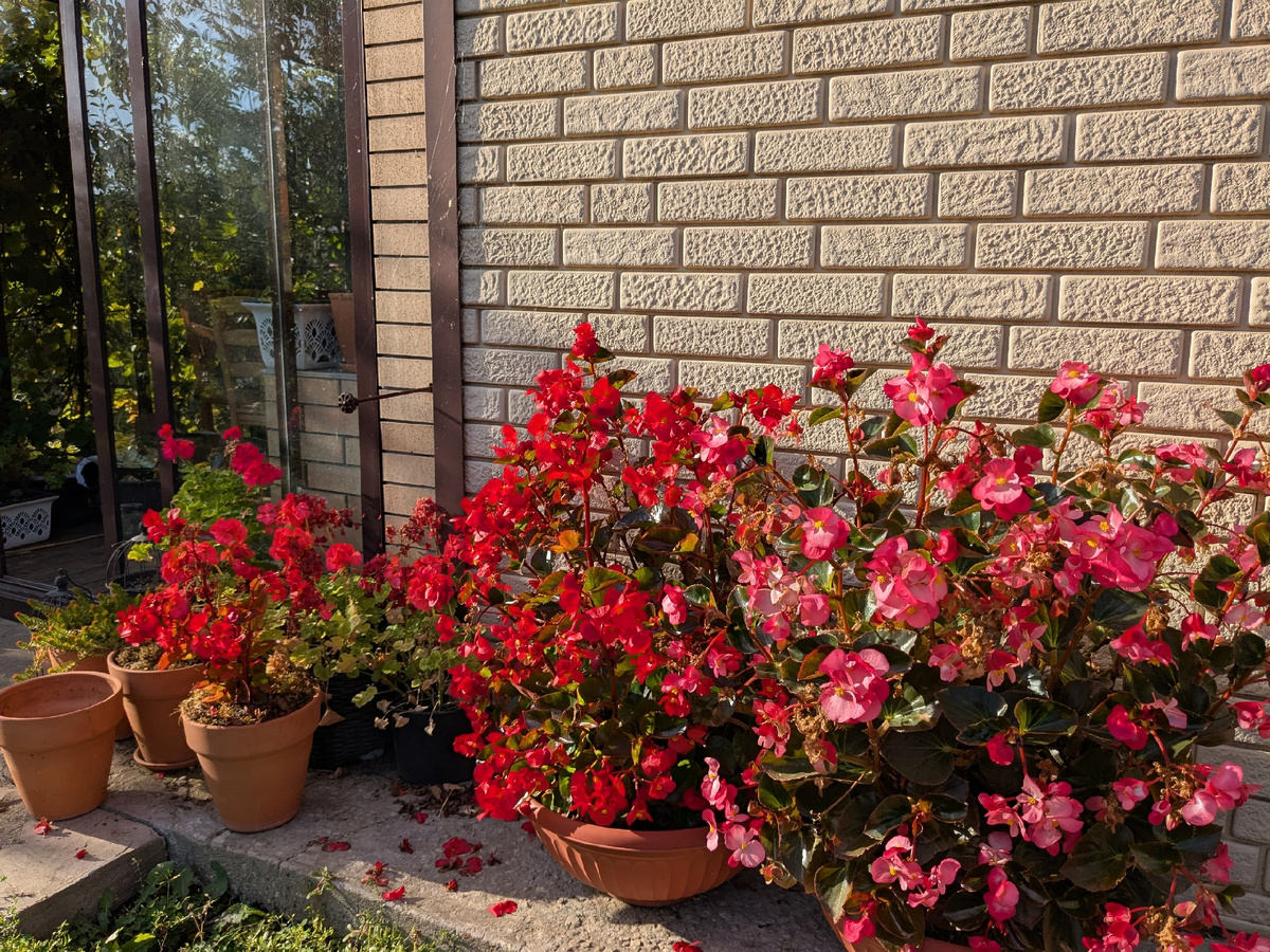 Последние дни бегонии в контейнерном саду