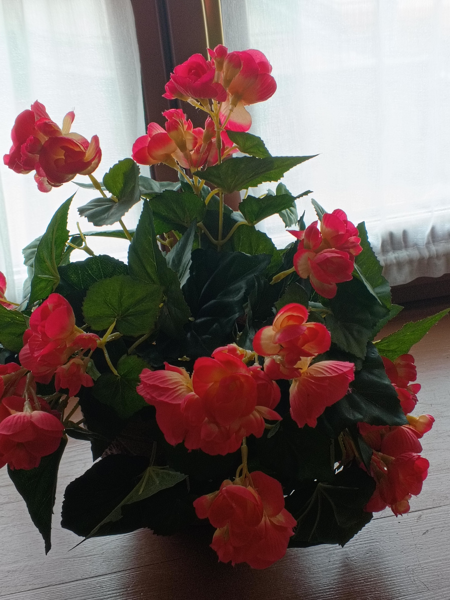 фото автора:любимая бегония