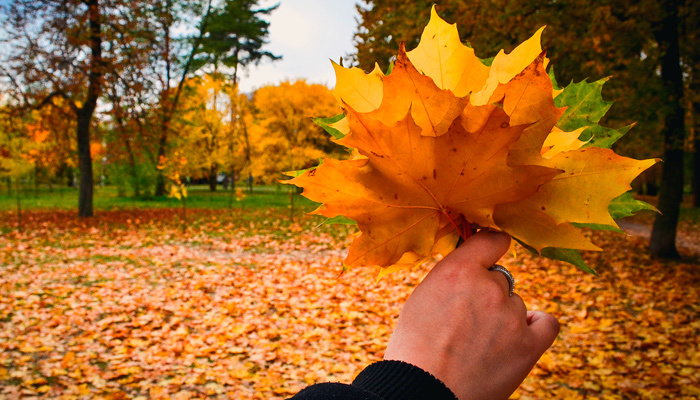 5 октября отмечается Иона и Фока. Ветер срывает с деревьев последние листья. Фото: Екатерина Добринская, 1MI