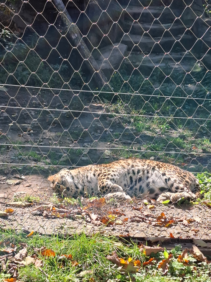 Леопард Стивен нежится на солнышке