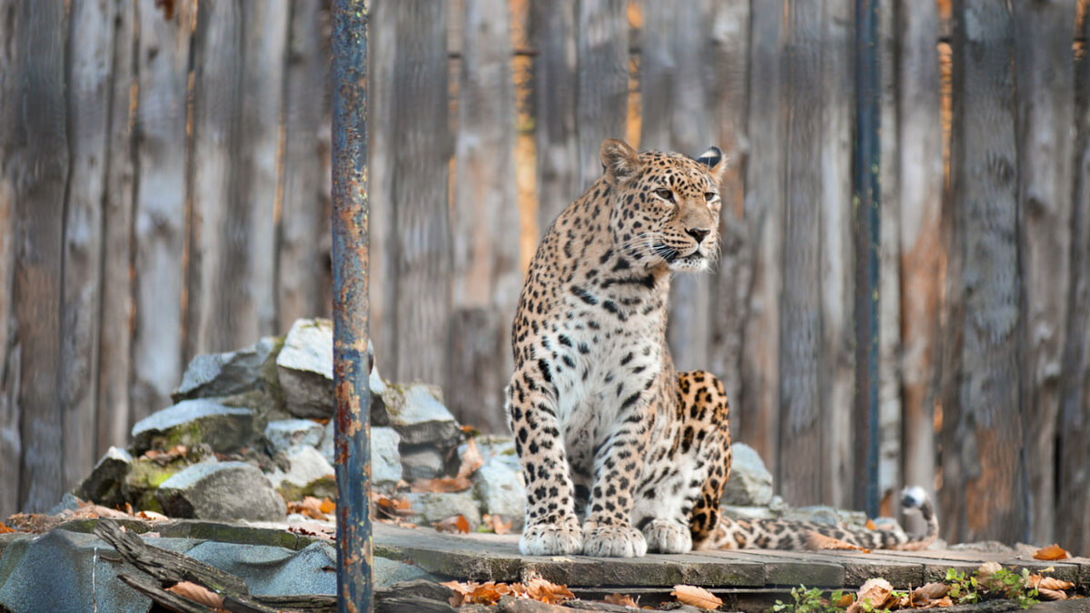 Леопард Стивен