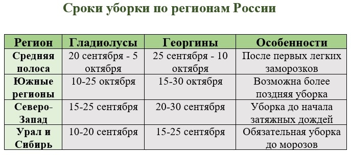 Таблица: Сроки уборки гладиолусов и георгинов по регионам