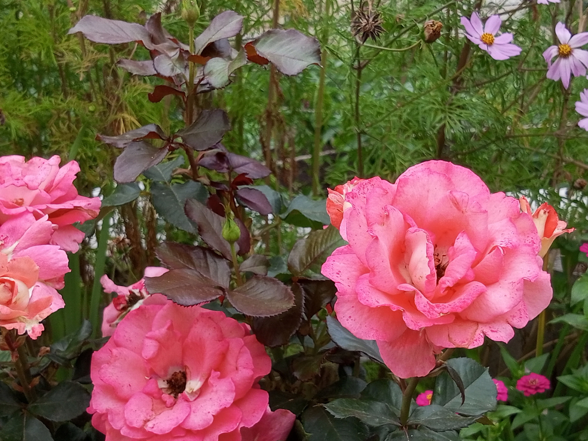 Розовые розы. Фото автора.