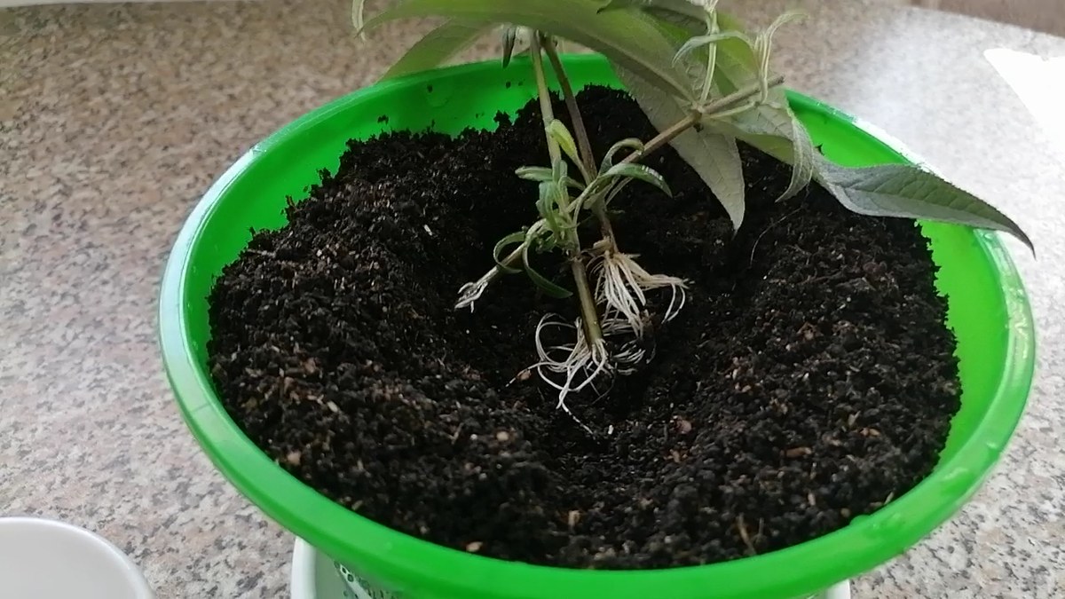 Черенки буддлеи, фото автора