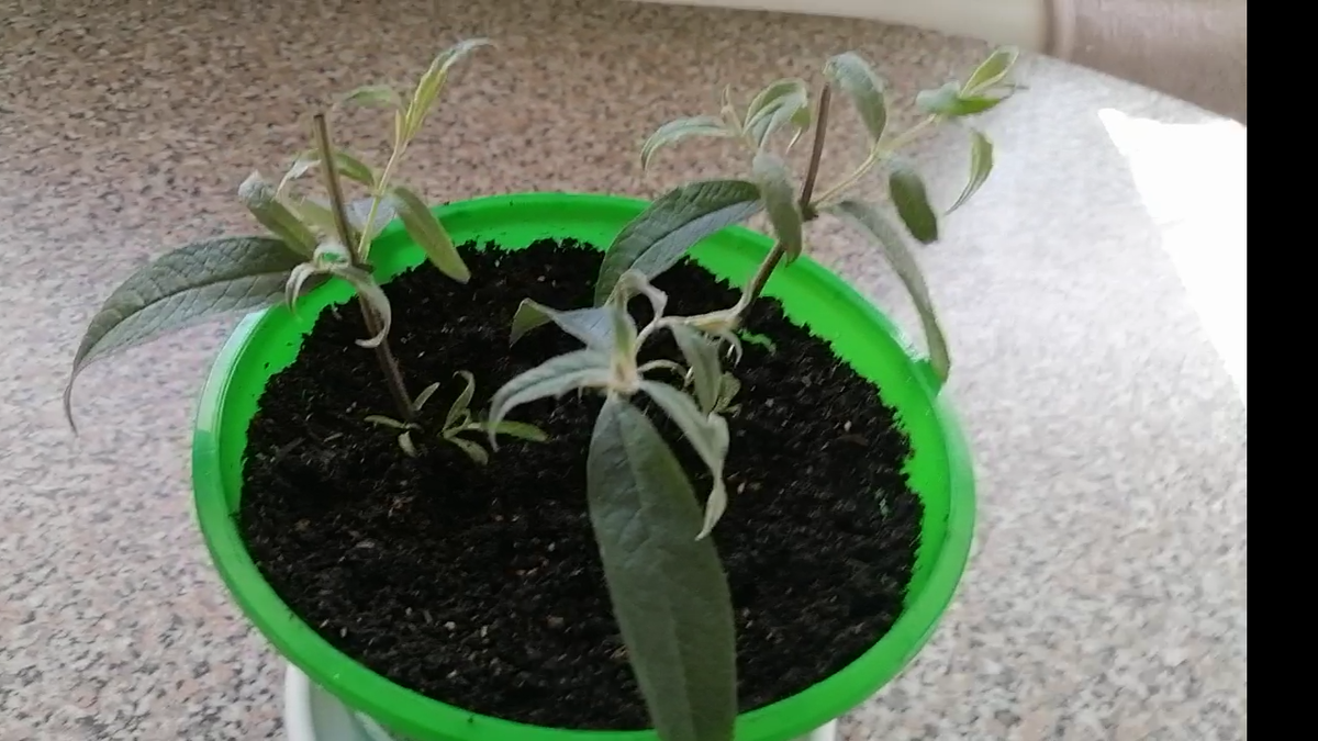 Посадила, и растёт просто на подоконнике, без подсветки