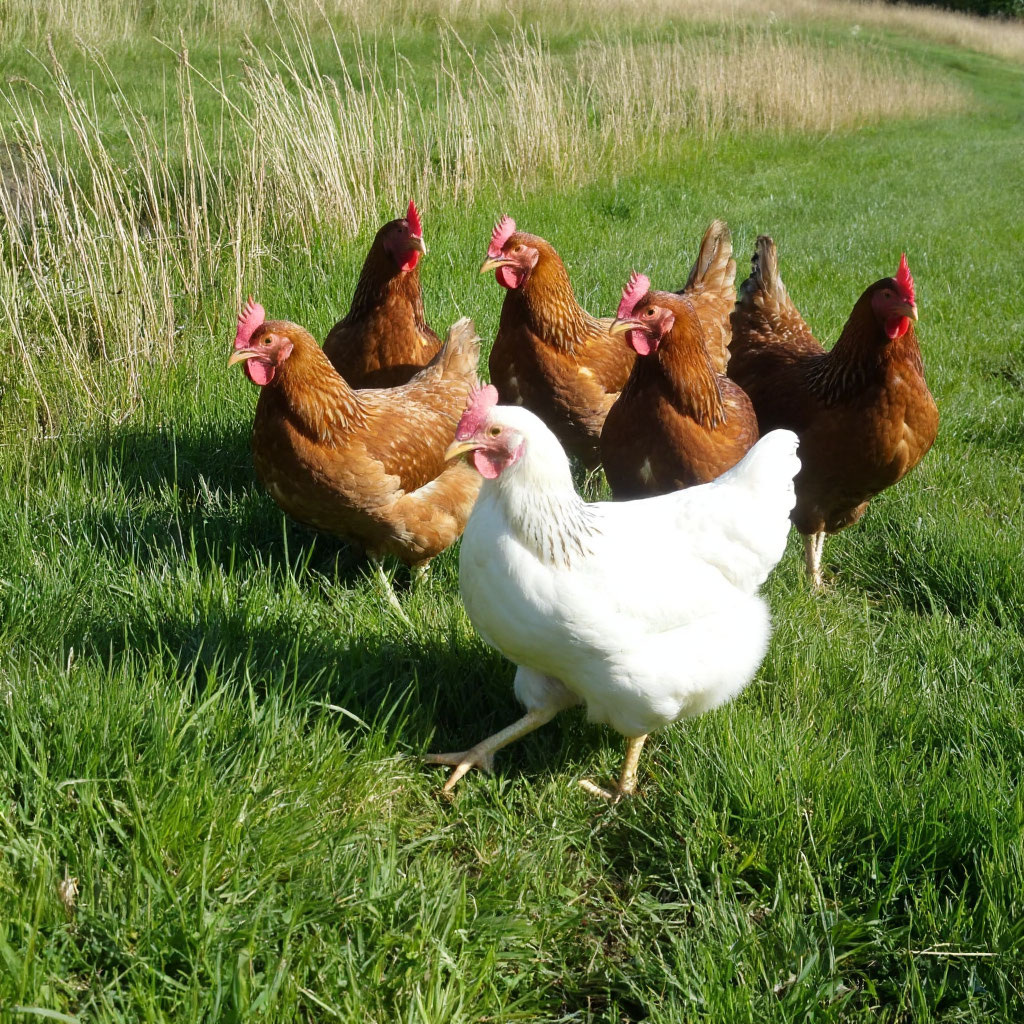 картинка для статьи