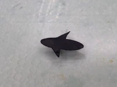    Водомерки вдохновили учёных на ходящих по воде роботов