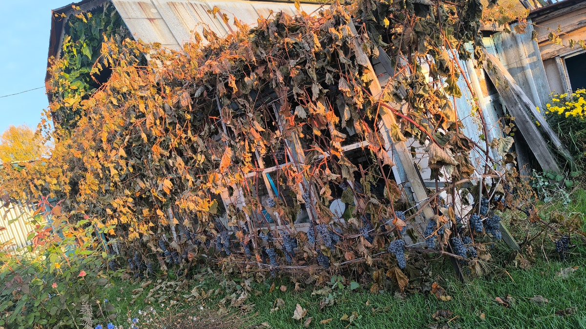 Виноград одна из главных сигнализаций.