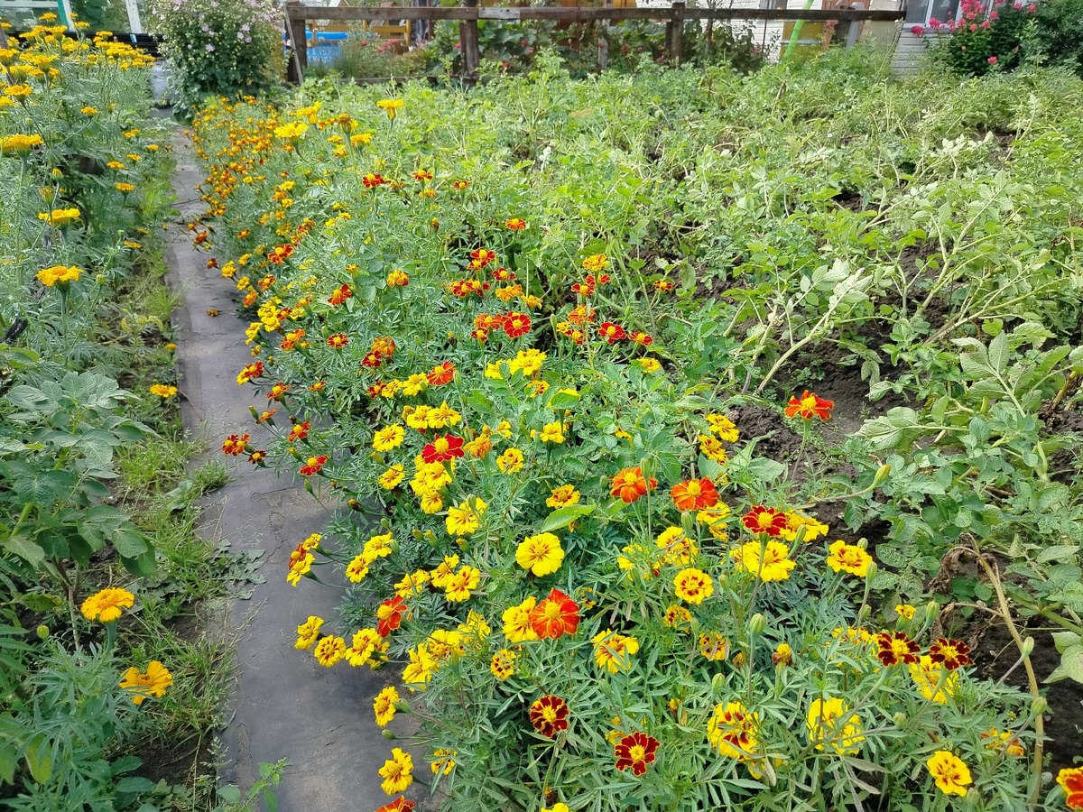    Сею бархатцы на каждом клочке земли - и бед не знаю: вот зачем мне столько цветов на участке