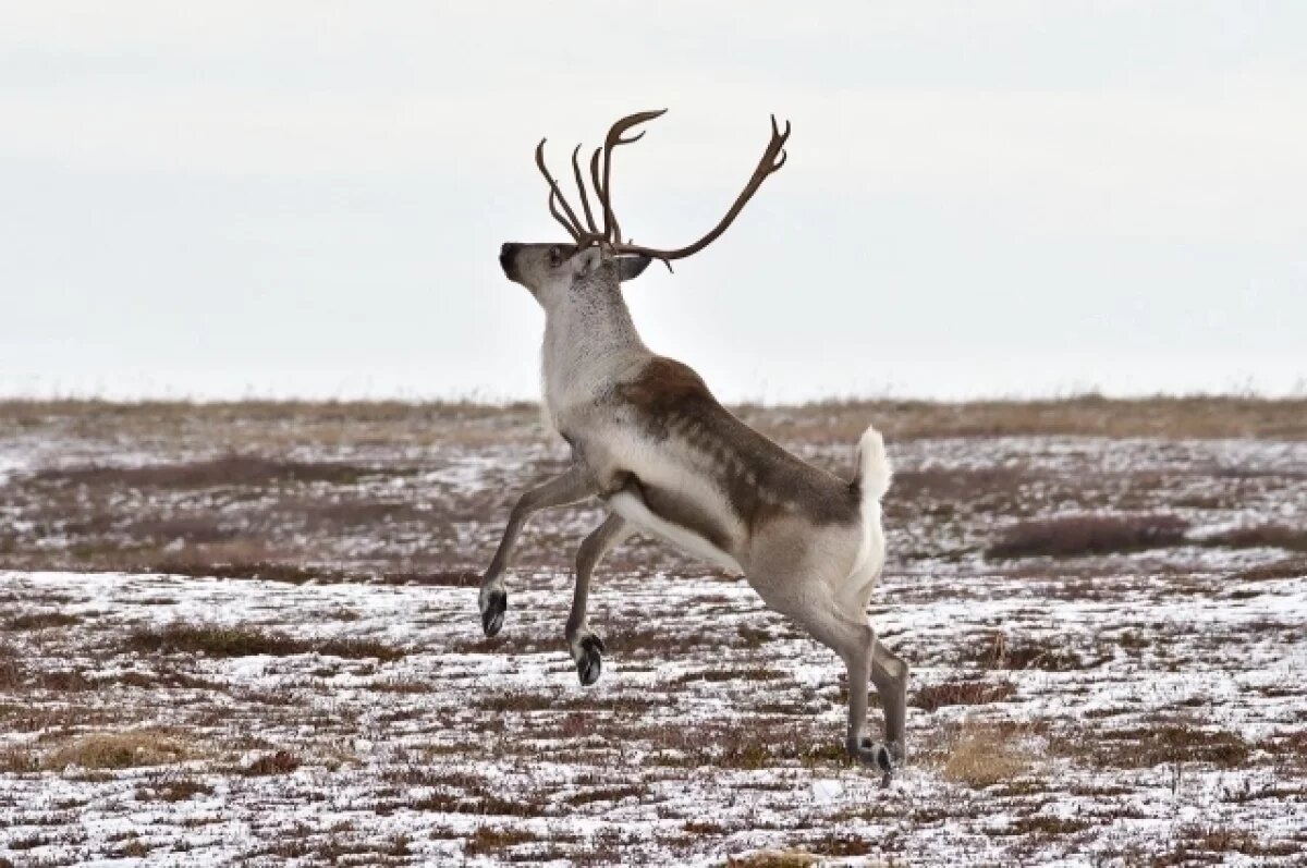    На Камчатке рассказали о спасении от вымирания диких северных оленей