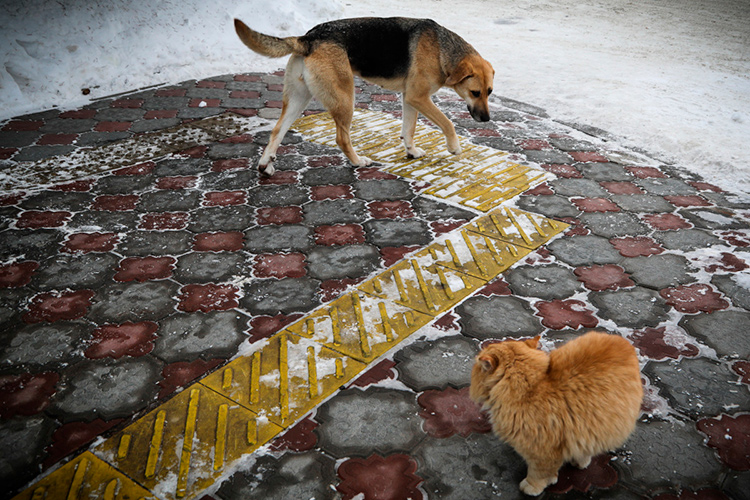 «В Казани уже действует система, которая помогает создавать заявки на отлов животных без владельцев»
Фото: «БИЗНЕС Online»