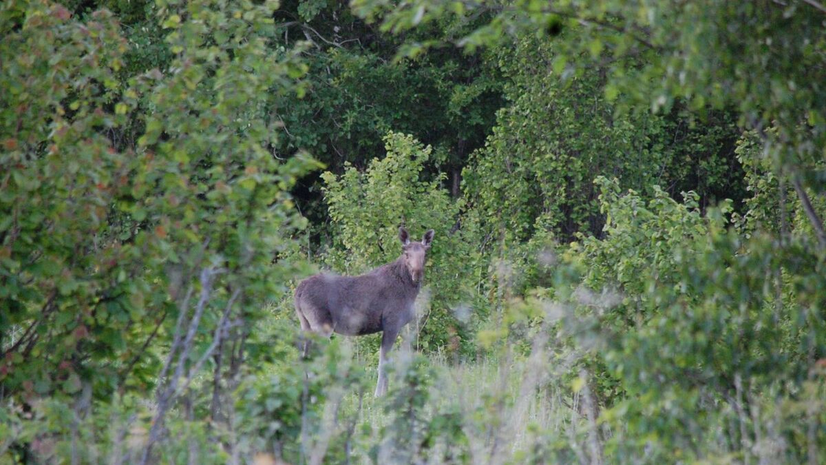 Фото предоставлено Госкомитетом РТ по биоресурсам