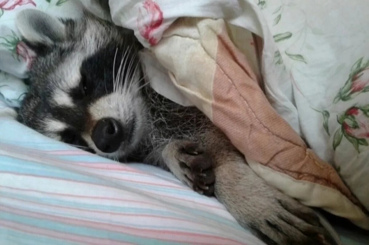    Еноты имеют очень умилительную внешность, у них высокий интеллект и по эмоциям они близки человеку, но такой питомец может доставить массу хлопот.