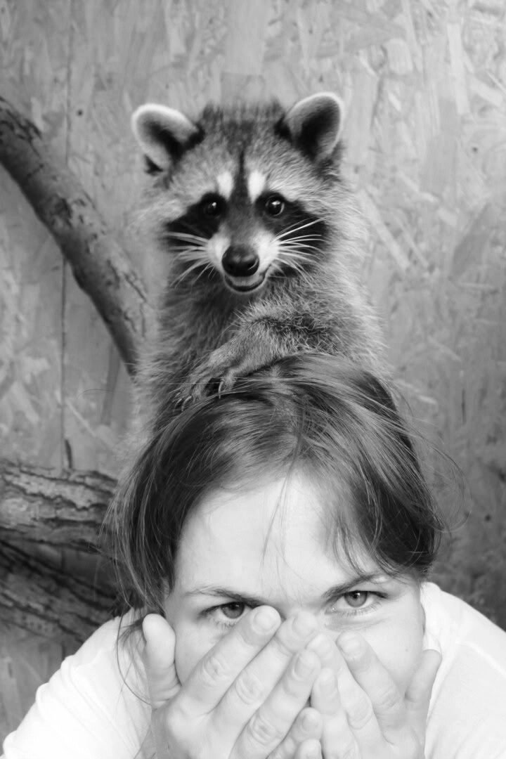    Еноты вызывают у человека поразительную привязанность. Фото: Дом животных "Моя маленькая ферма"