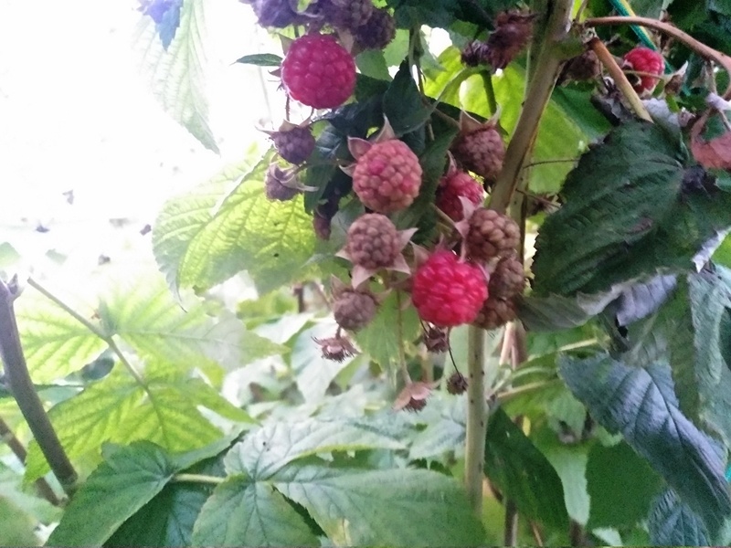 Продолжают созревать ягоды ремонтантной малины в октябре, благодаря потеплению, которое пришло в Подмосковье
