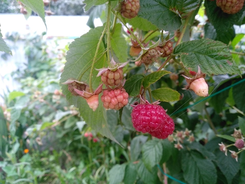 Грозди с ягодами в начале сентября: во время пика плодоношения