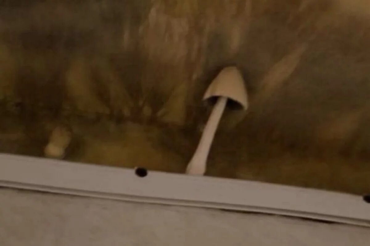    Из потолка пробиваются грибы