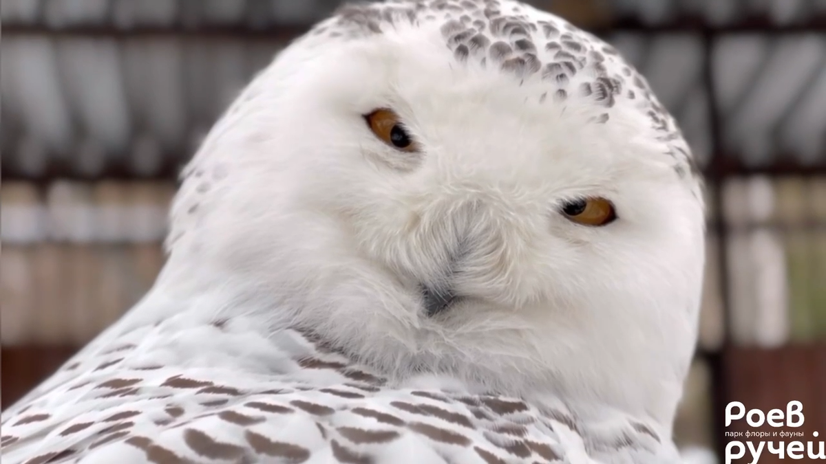     В красноярском зоопарке поделились кадрами с полярной совой