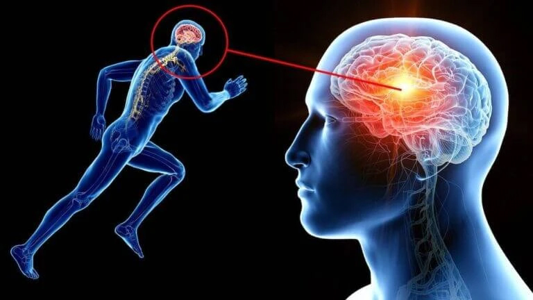 Как фитнес влияет на мозг: тренировки не только для тела