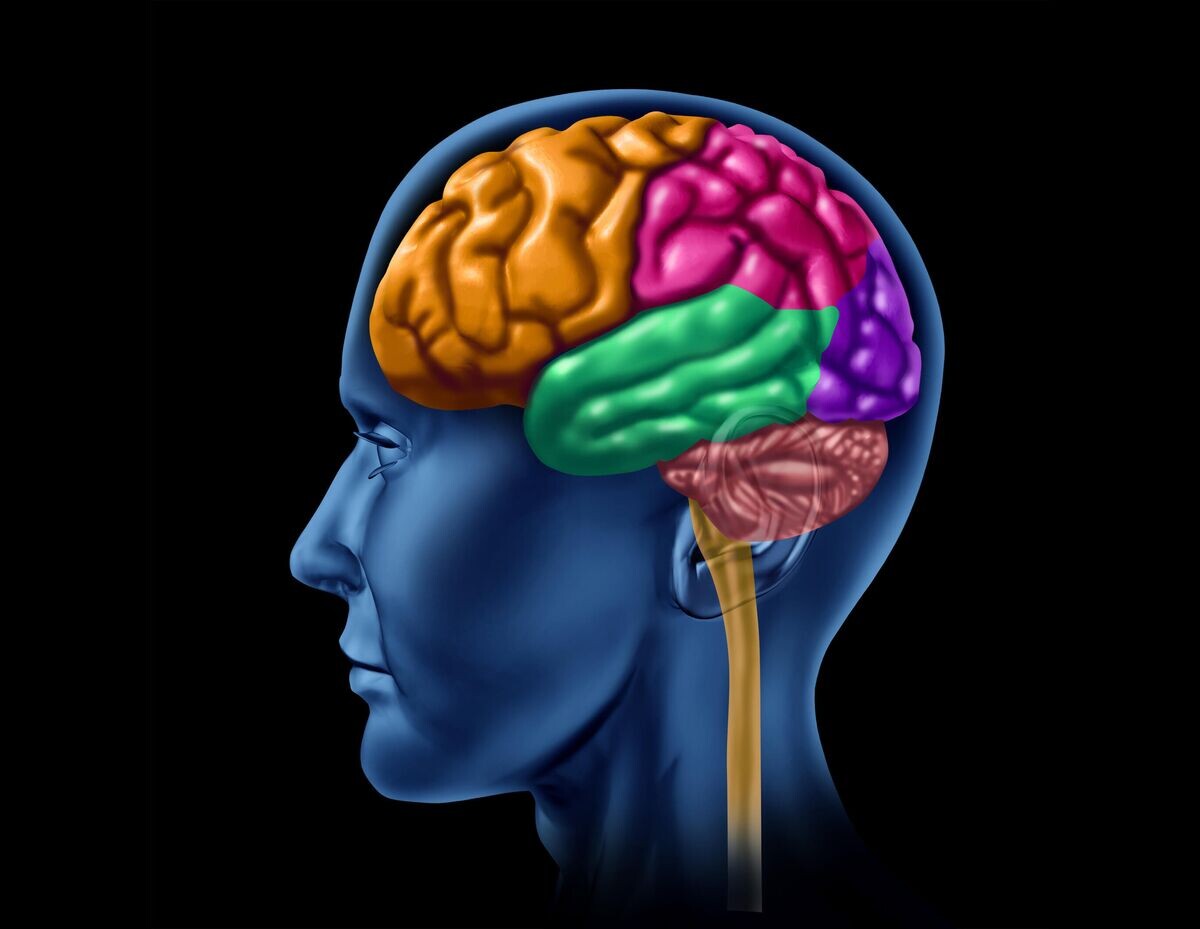    Мозг © Depositphotos.com / lightsource