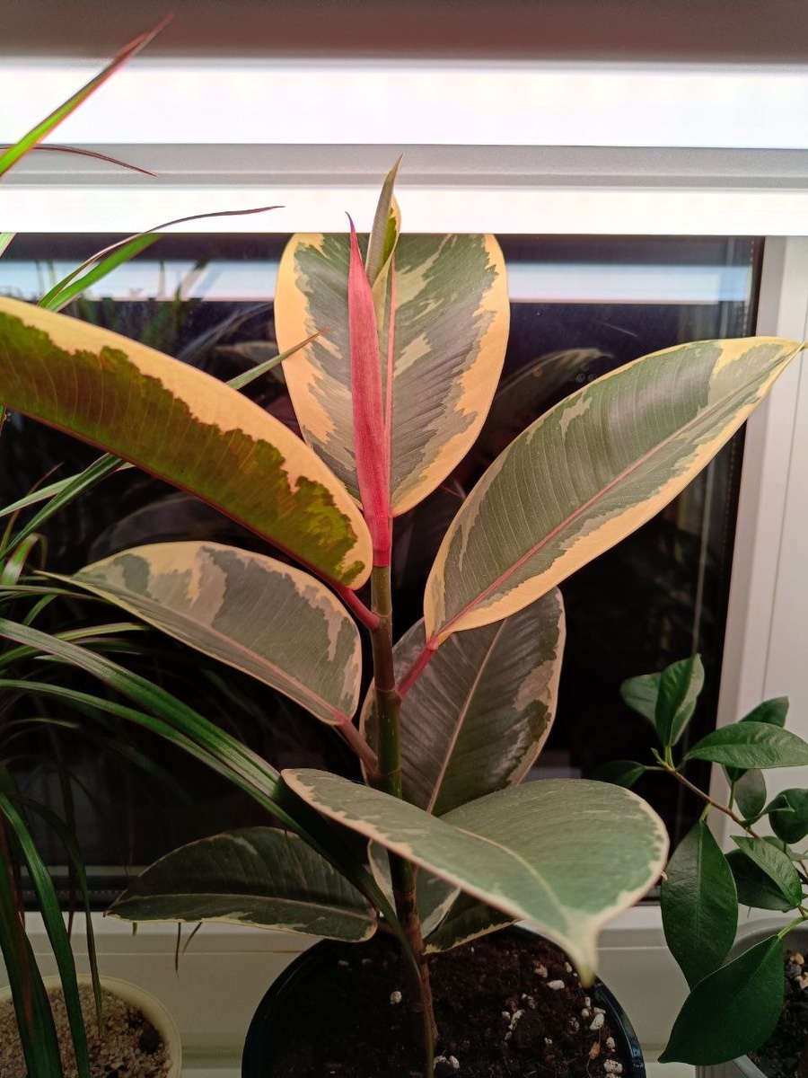 Фикус каучуконосный эластика Тинеке (Ficus Elastica Tineke). Фото автора 