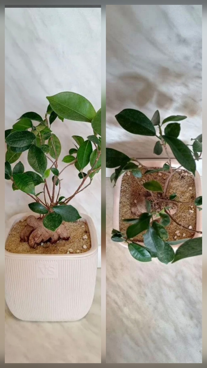 Фикус Гинсенг (Ficus microcarpa Ginseng). С момента фото он ещё немного облысел. Фото автора 