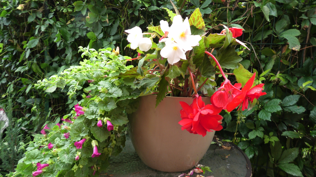 Клубневые Бегонии справа. Слева лофос.