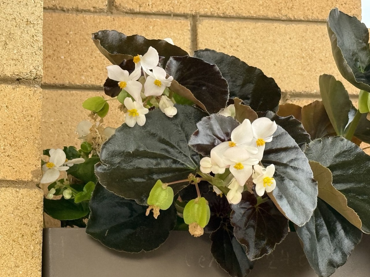 Бегония вечноцветущая