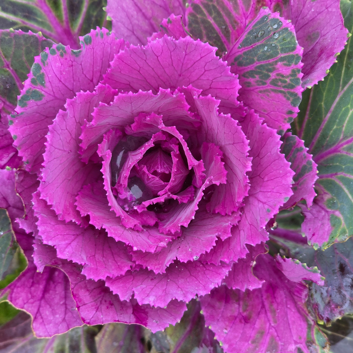 Без фильтров и фотошопа. Это не роза, а декоративная капуста 