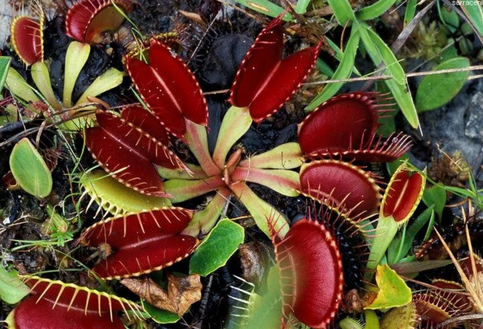 На фото: Венерина мухоловка — хищник с чувствительными волосками. Именно они, как датчики движения, дают команду листу захлопнуться за долю секунды